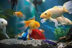 aquarium management services kansas