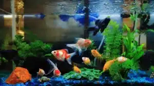 aquarium support services kansas