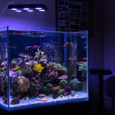 aquarium cleaning company kansas