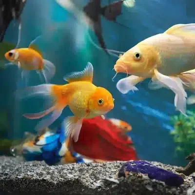 fish aquarium cleaning service kansas